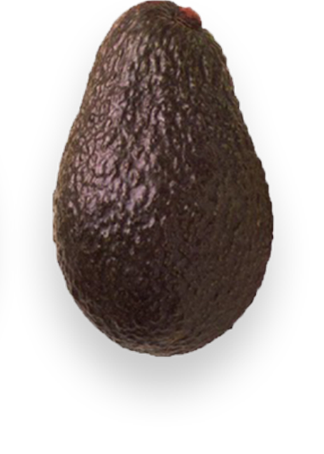 purplegreen green avocado